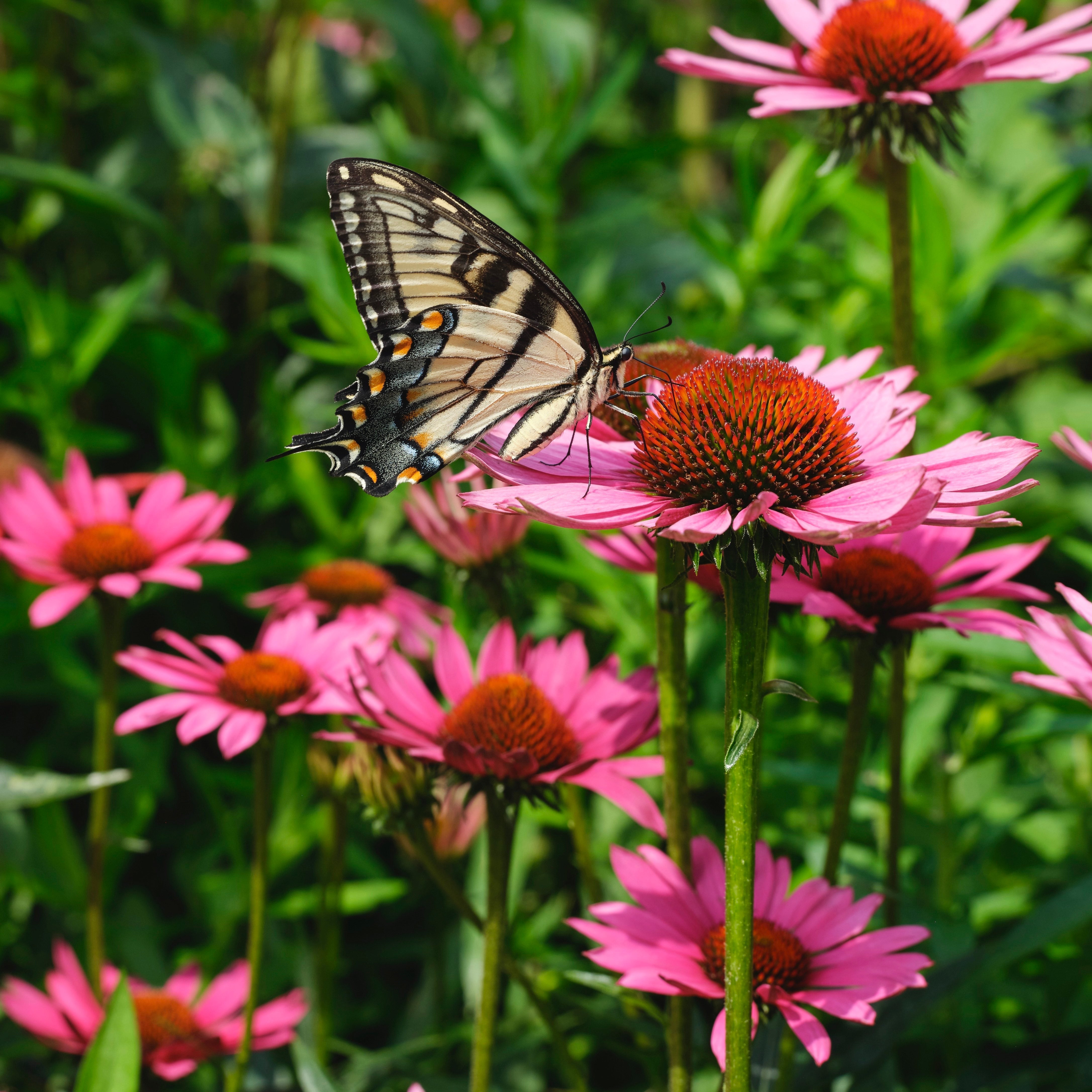5 Easy Ways to Make Your Garden More Pollinator Friendly - Arber