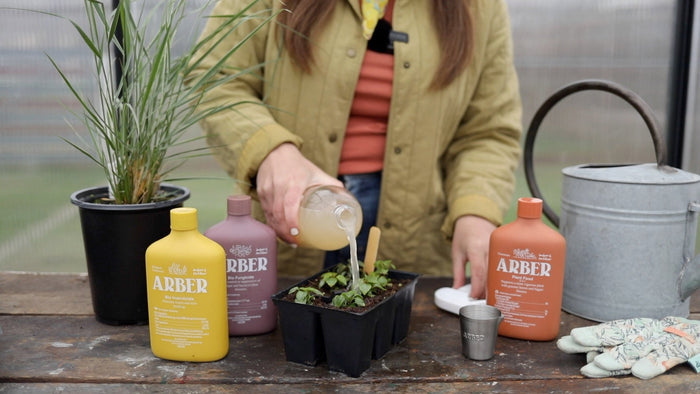 How to Get Rid of Fungus Gnats: Effective Methods and Prevention Tips for Indoor + Outdoor Plants - Arber