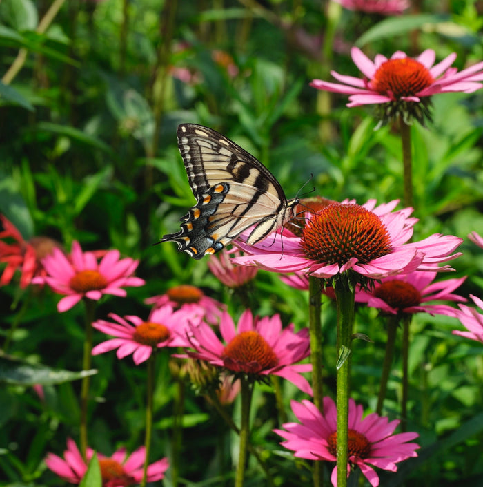 Butterly on flower