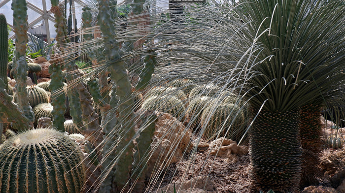 drought tolerant plants