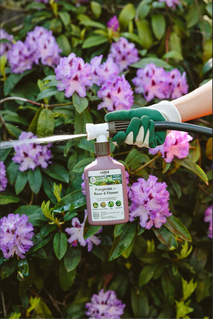 spraying fungicide for rose & flower