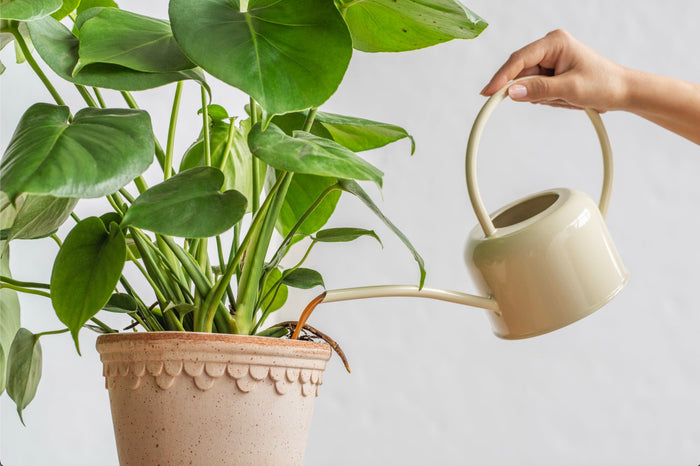 Watering houseplant