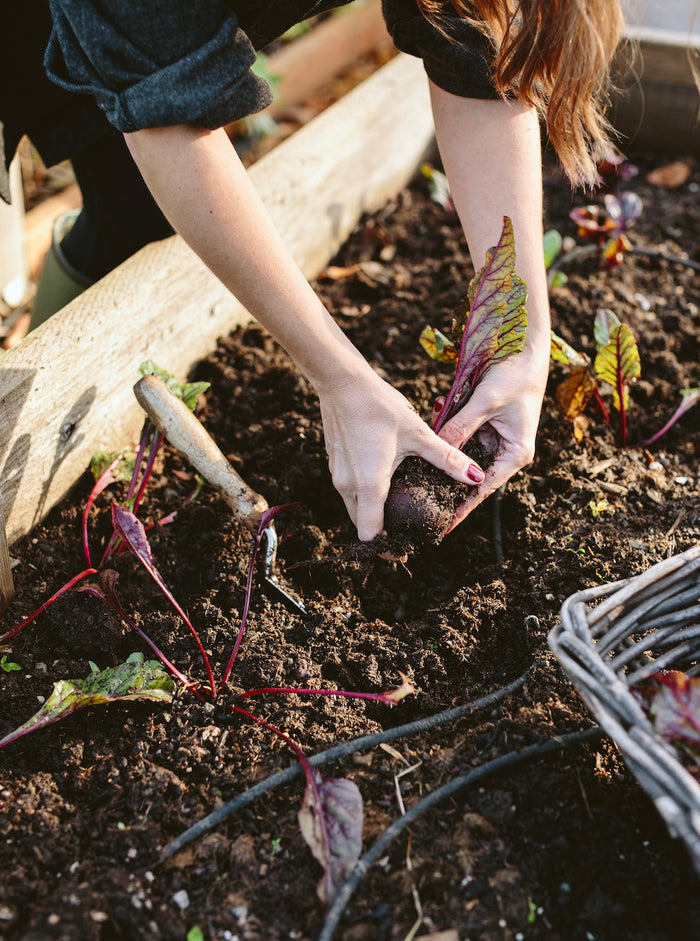 Harvesting beets