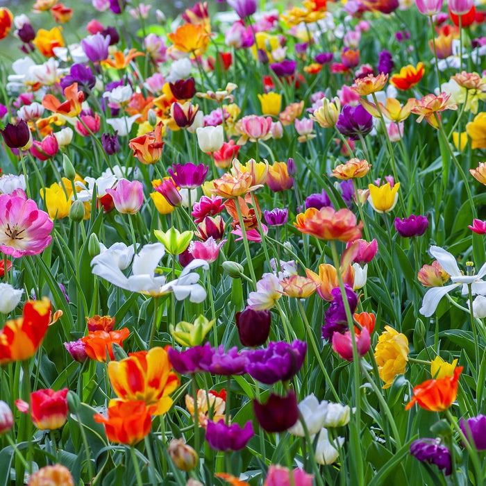 Spring's Top Plants - Arber