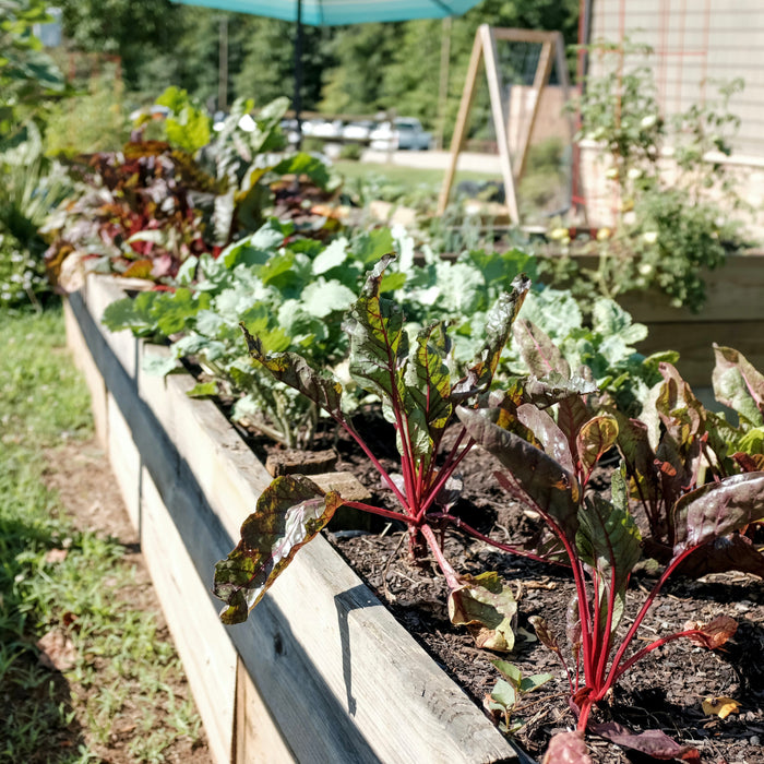 Veggie Gardens 101 - Arber