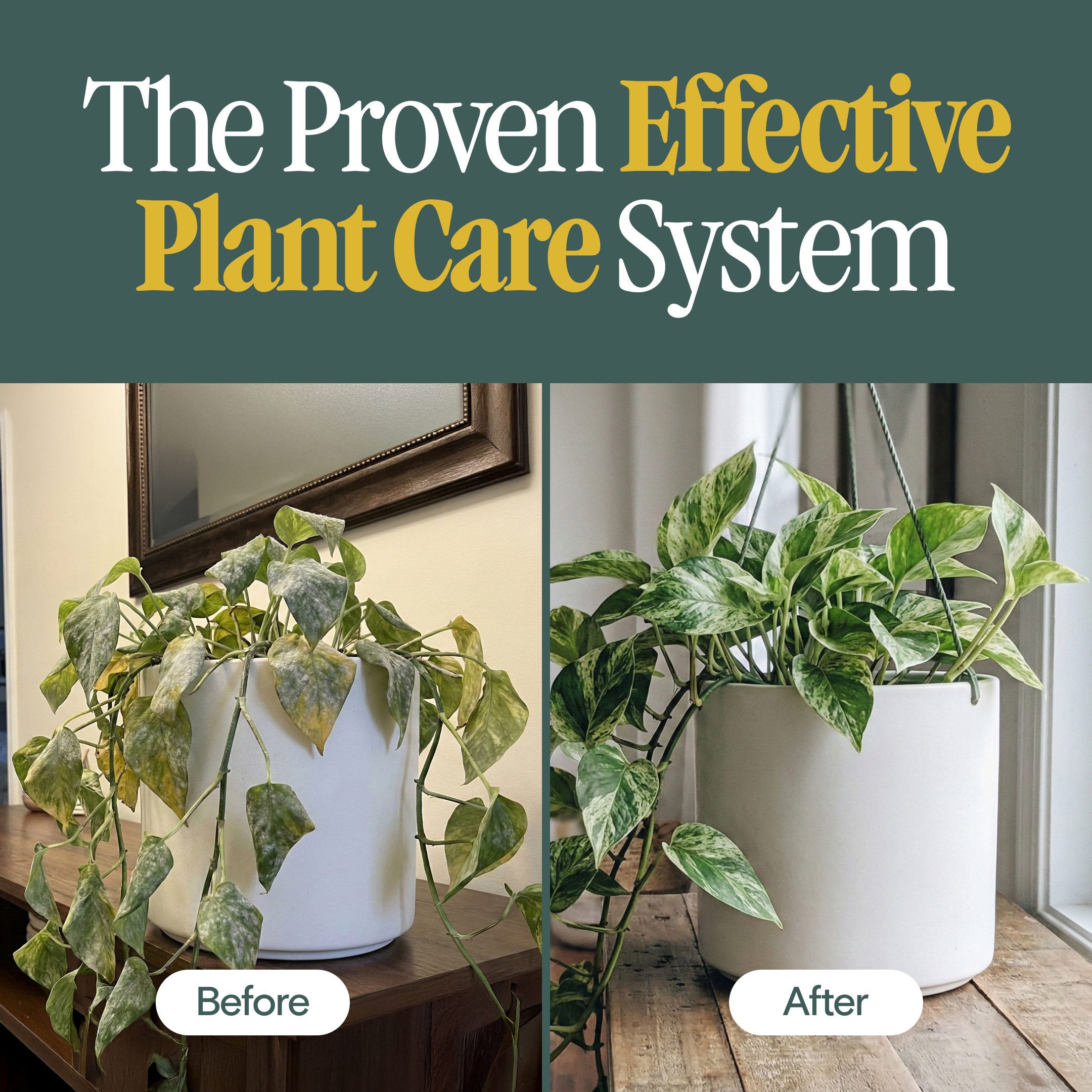 Organic Holistic Kit