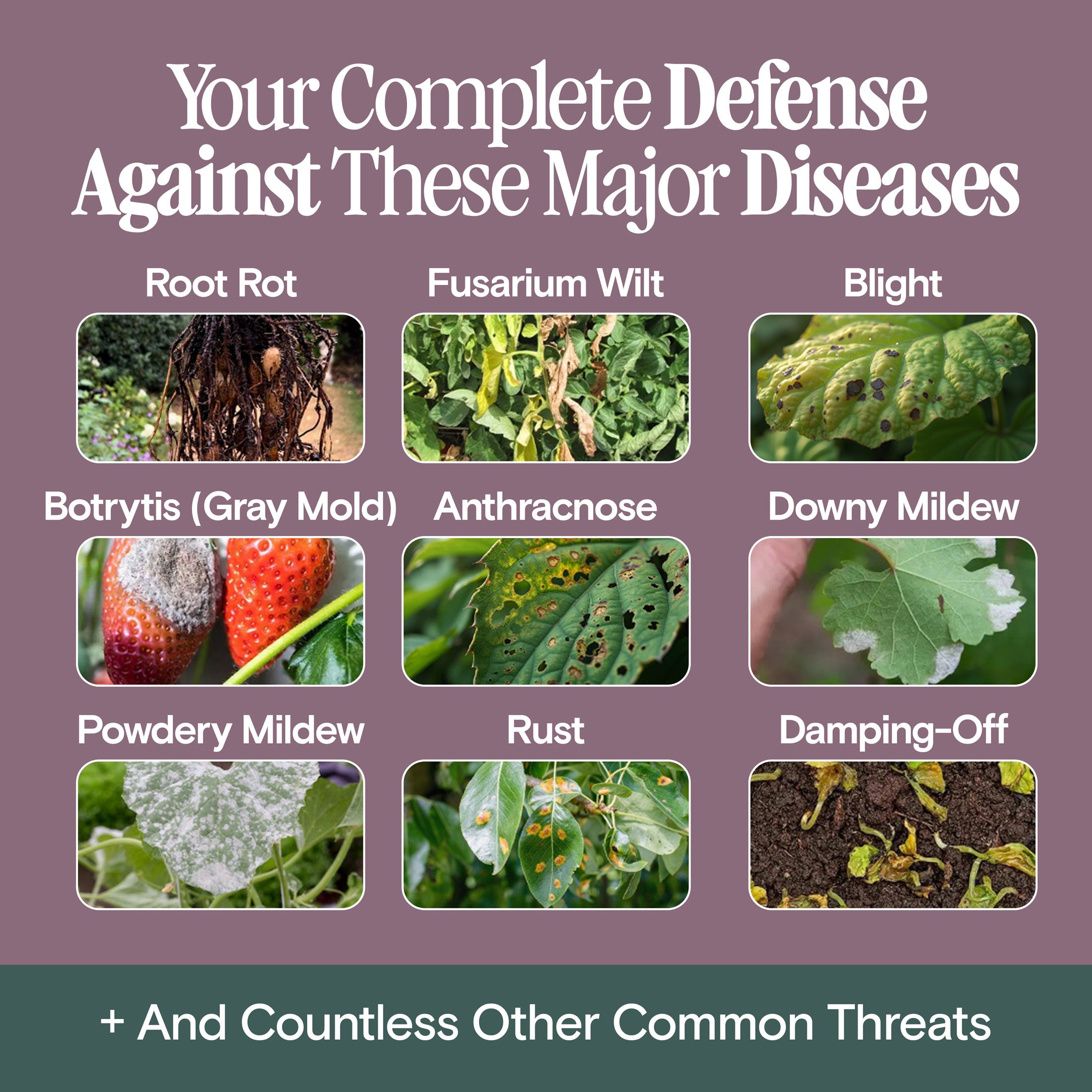 Organic Holistic Kit