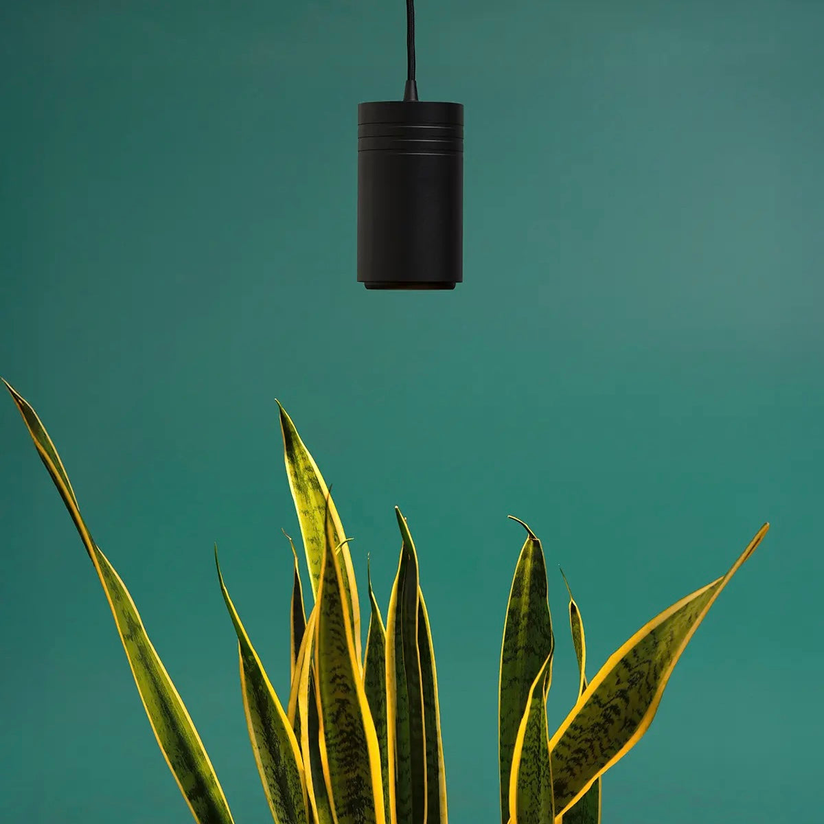 Arber × Soltech Indoor Plant Care Kit