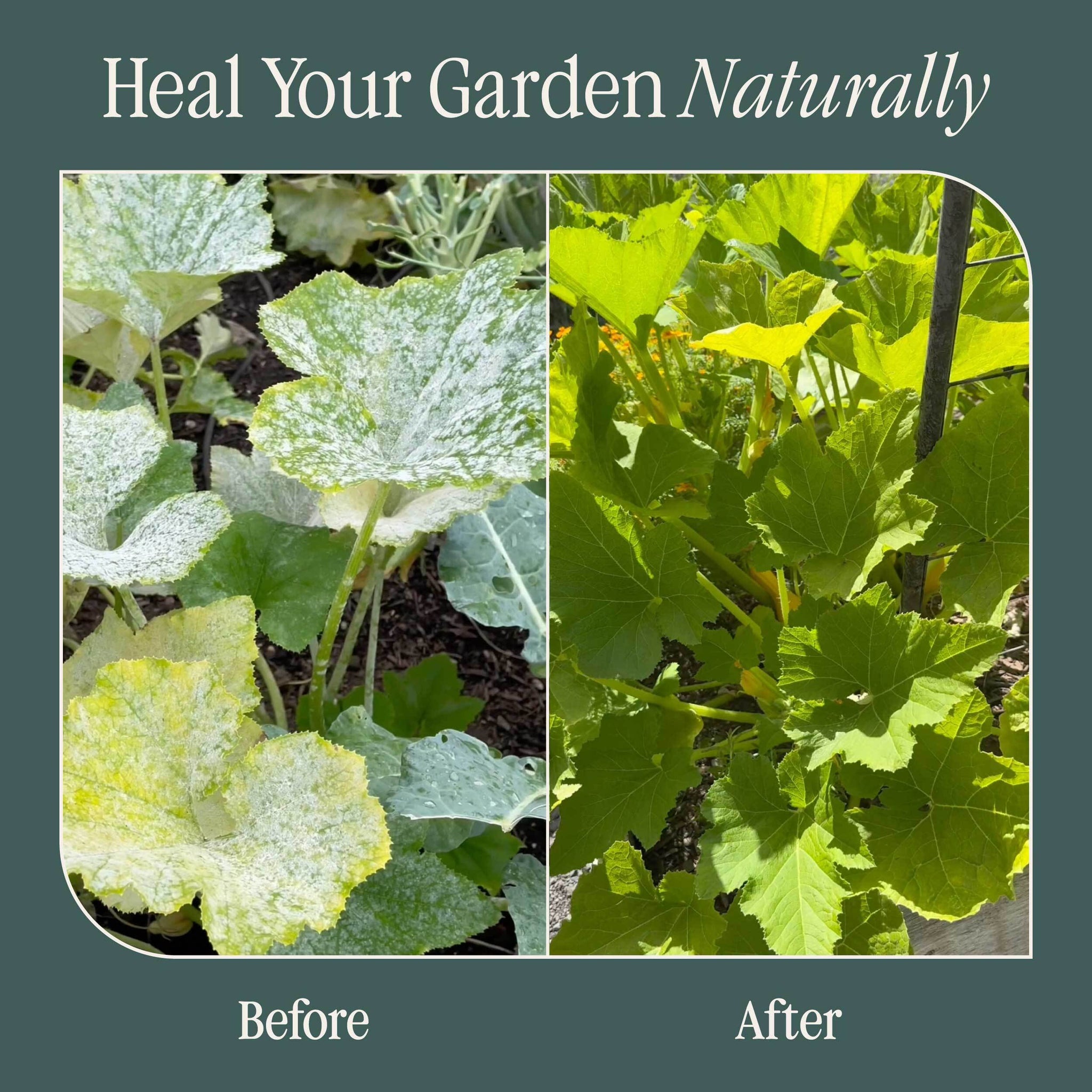 Powdery Mildew Treatment Kit