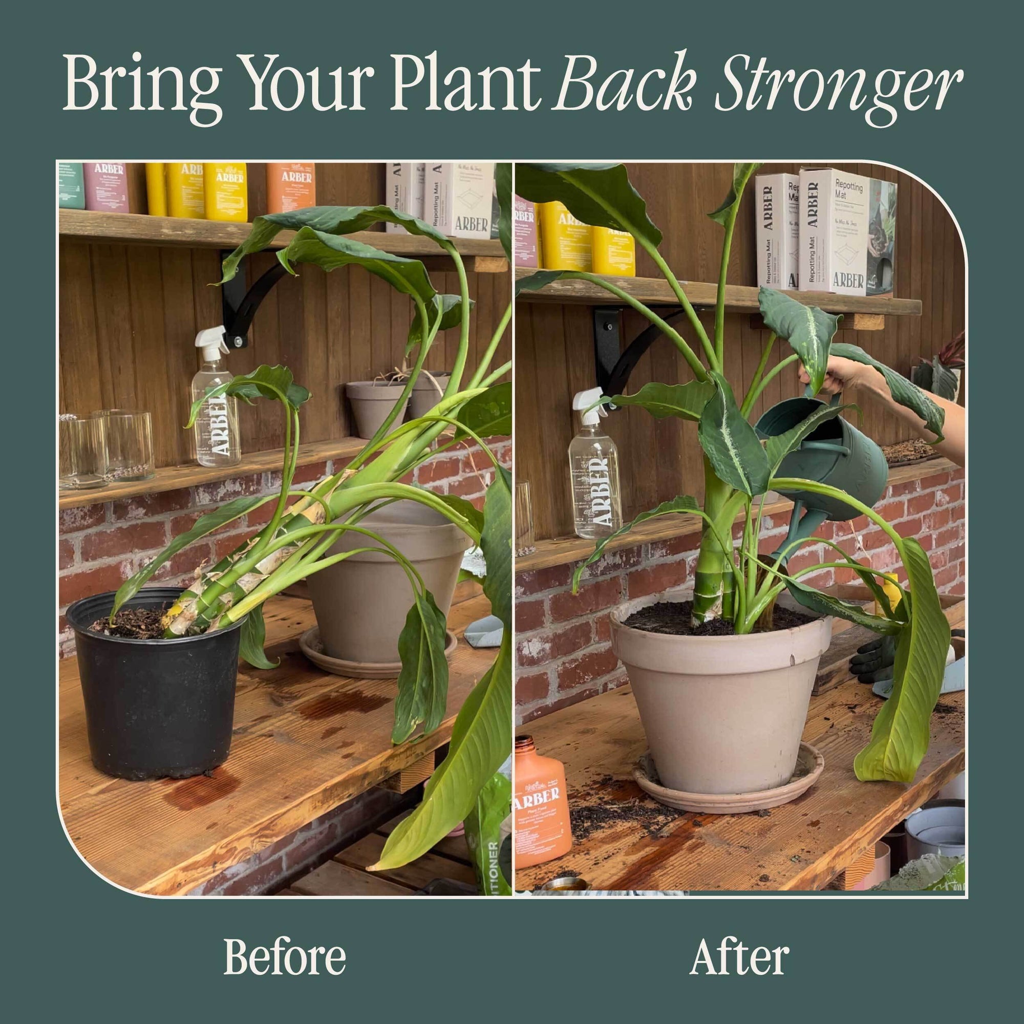 indoor plant root rot treatment Root Rot Relief Kit