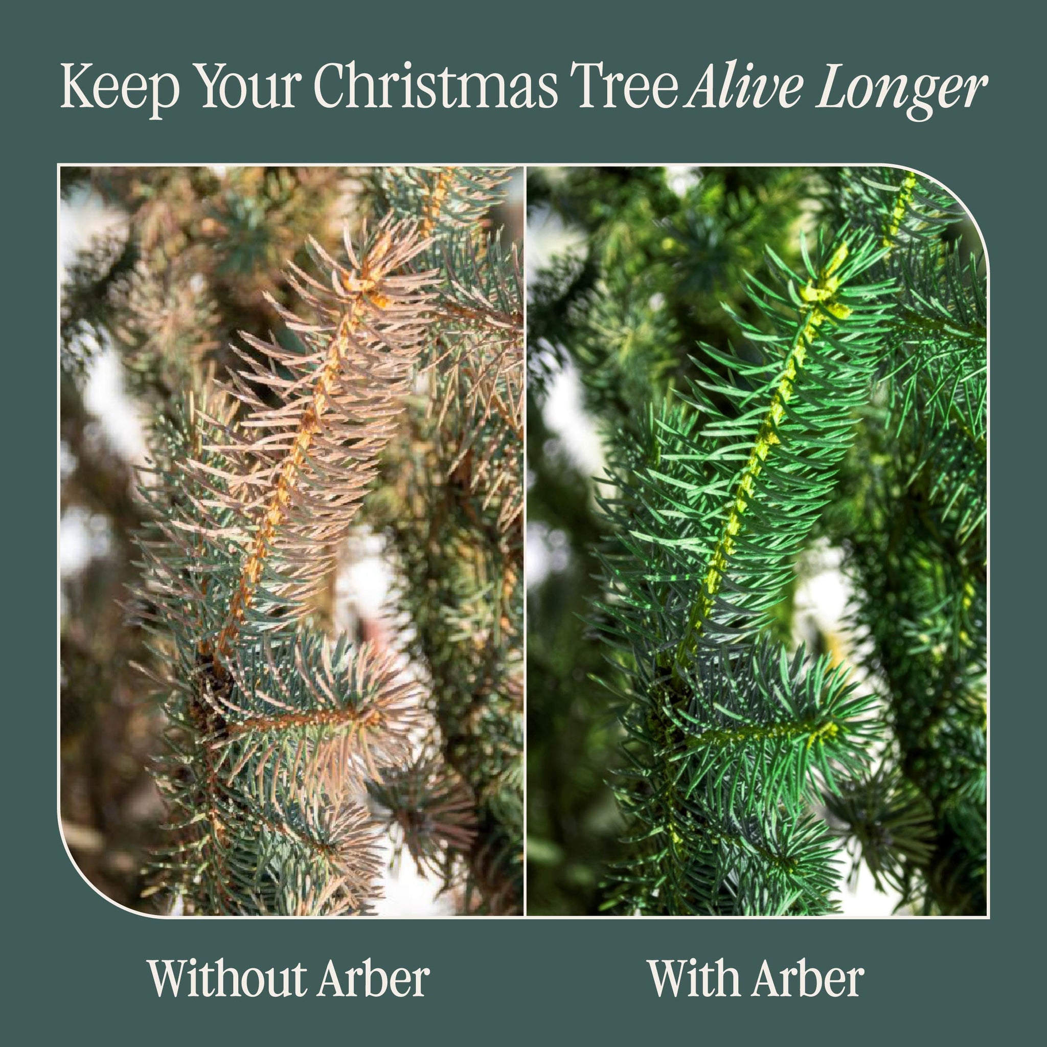 Christmas Tree Care Kit