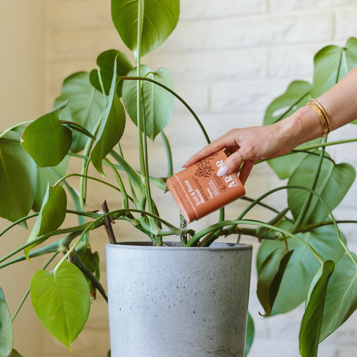 organic house plants near me Healthy Houseplant Bundle – Arber