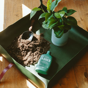 house plant bundle Houseplant Parent Bundle – Arber