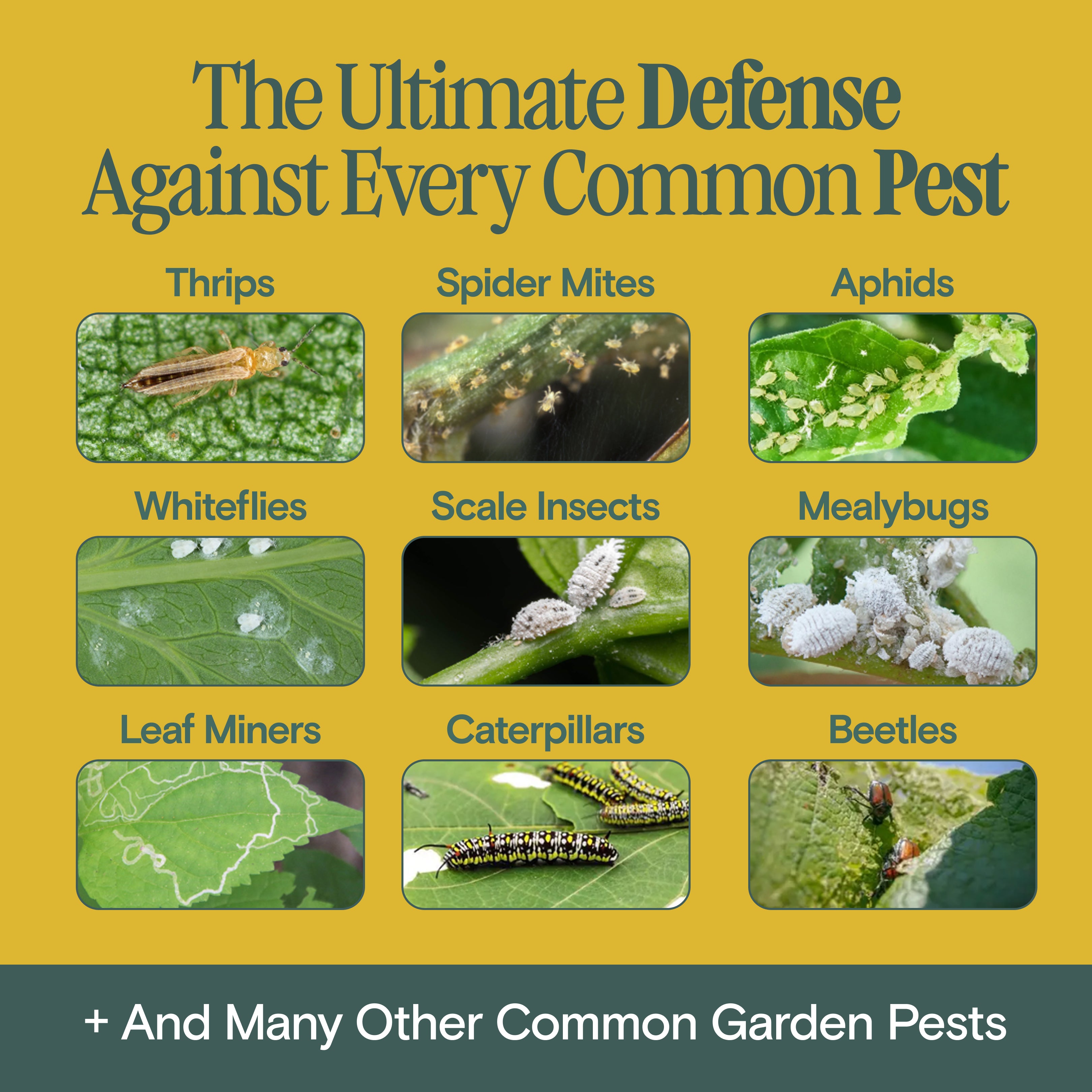 Pest Control Kit — Defeats Spider Mites, Aphids, Thrips & More