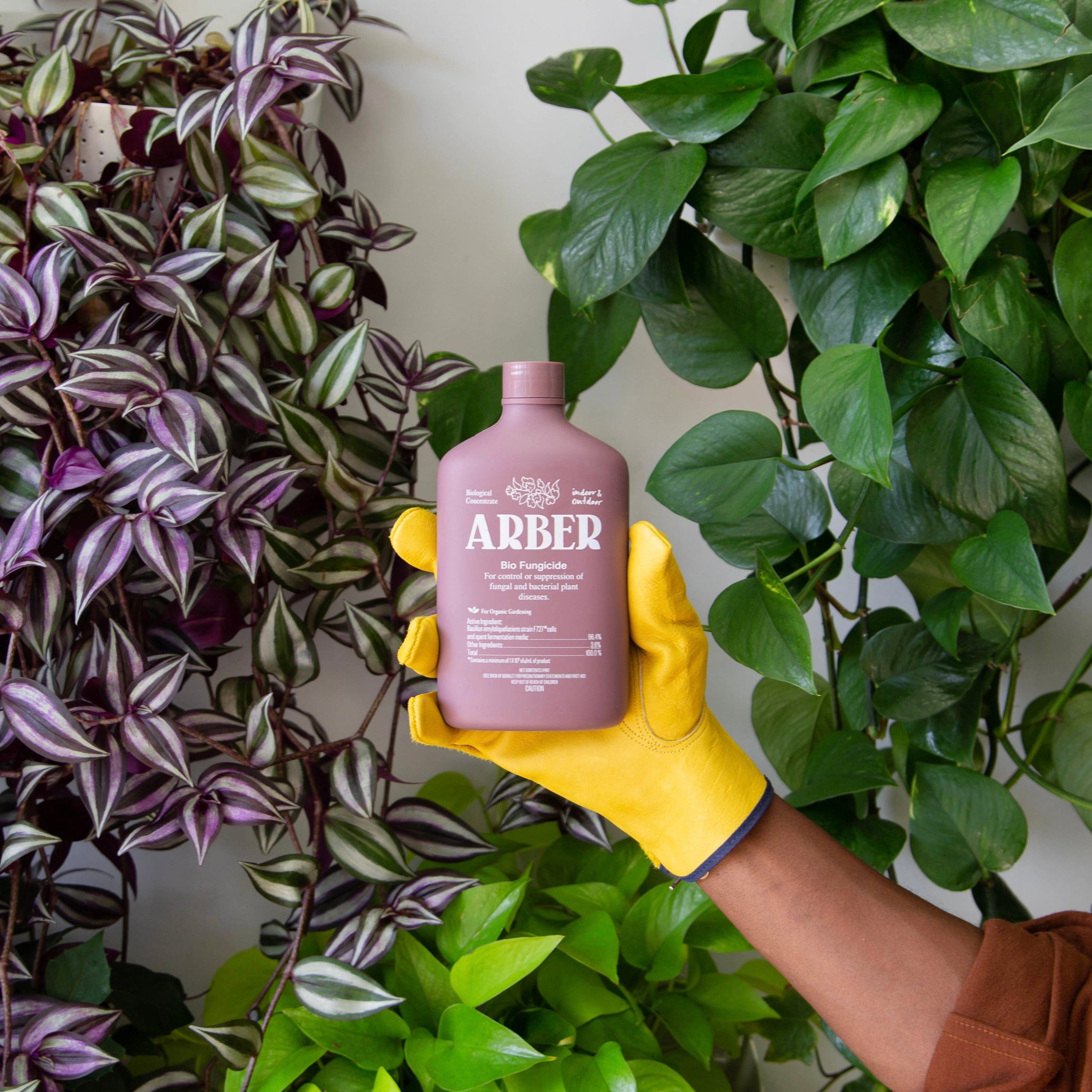 Repotting Revival Bundle - Arber