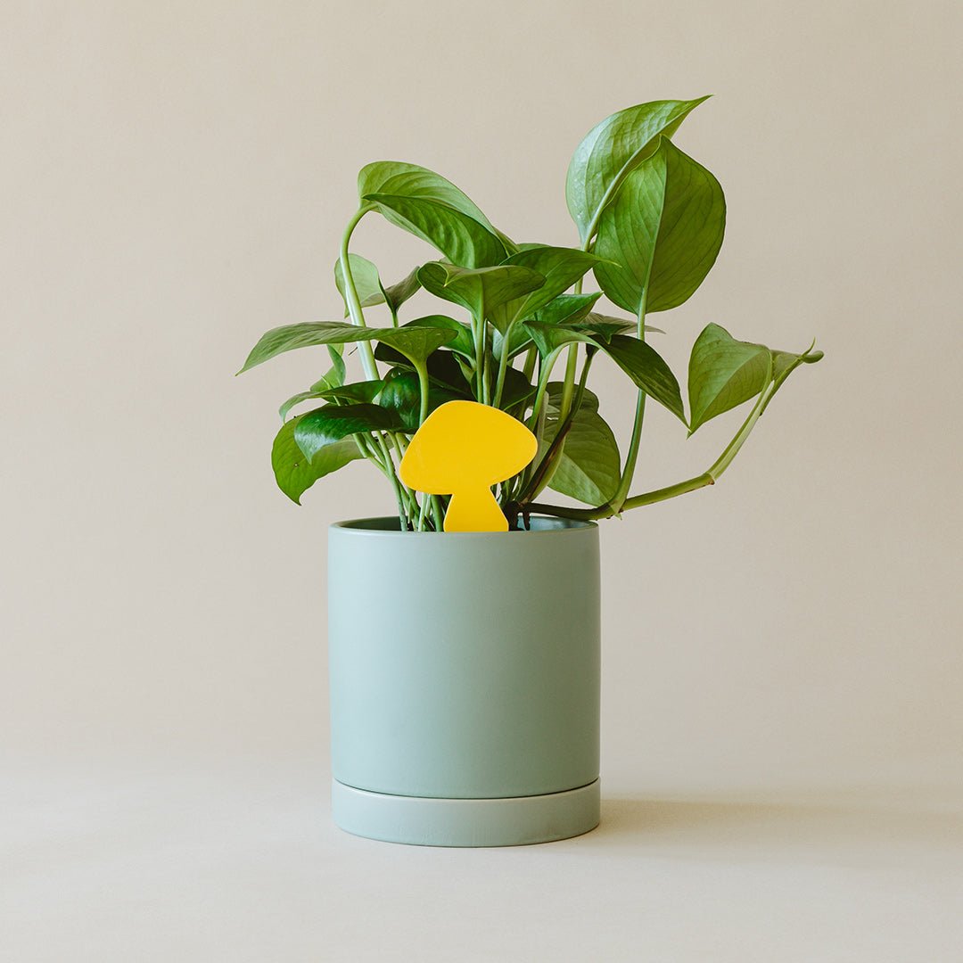 pest prevention indoor plants Houseplant Survival Kit