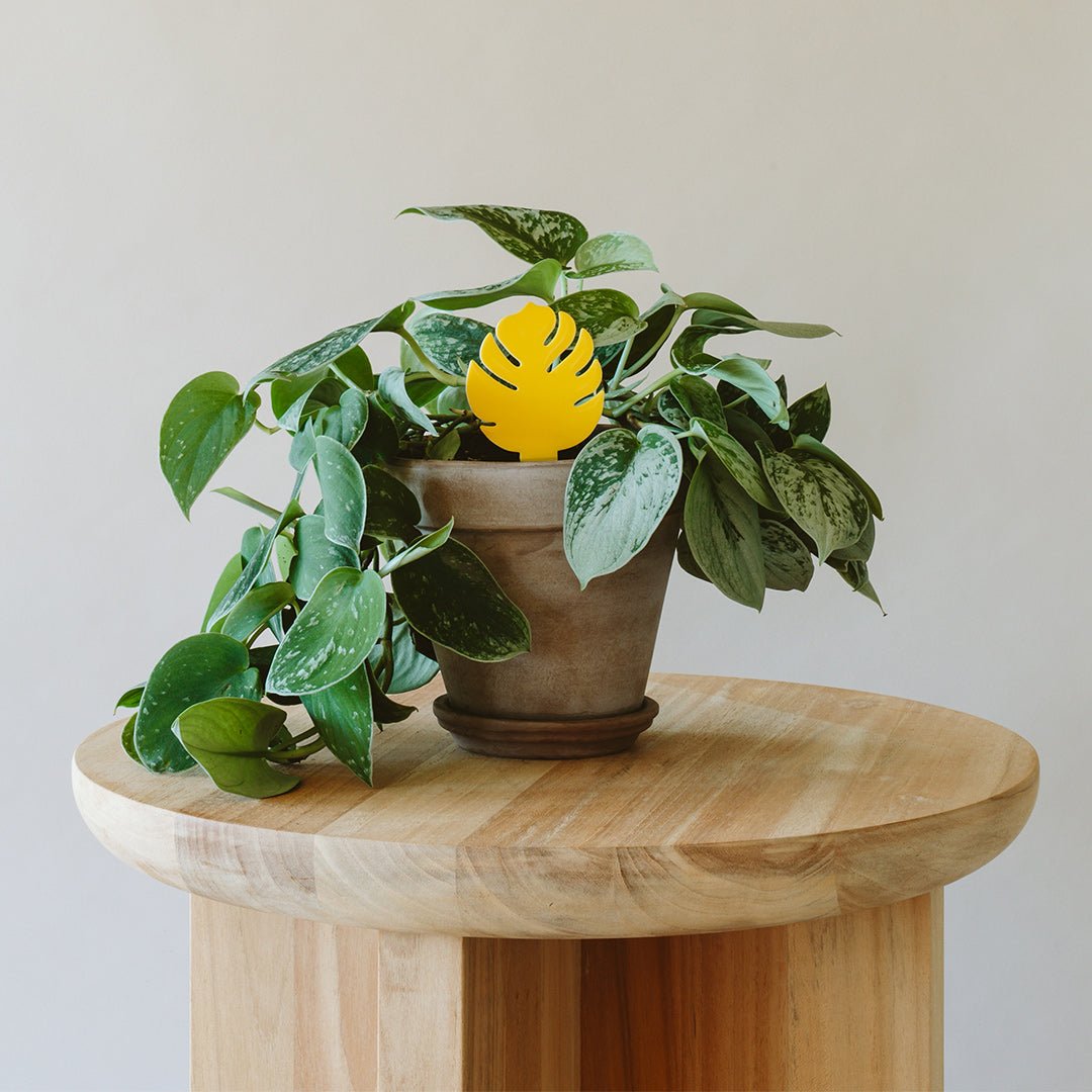 pest resistant indoor plants Arber Sticky Traps for Plant Pests
