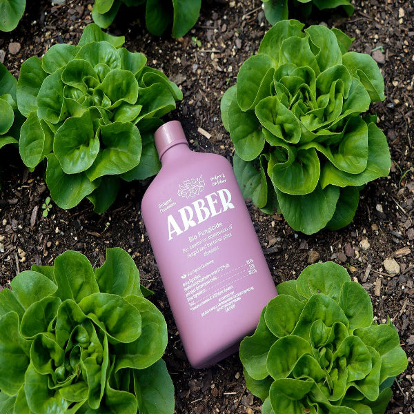 best fungicide for indoor plants Organic Bio Fungicide